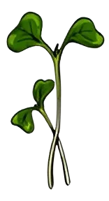 3 Microgreen removebg preview
