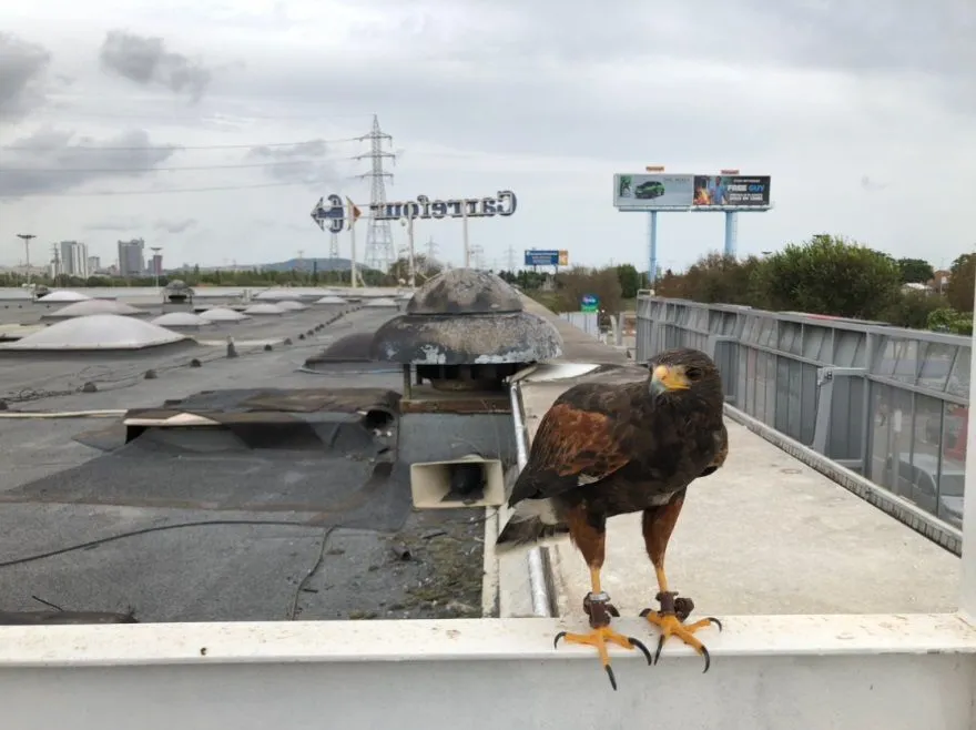 ICONO aguila