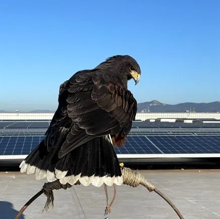 aguila2 web